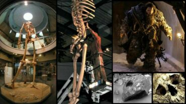 Hidden History Revealed: 7 Meter Tall Giant Skeletons On Display