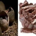 World First: Dinosaur Found on Fossilized Eggs with Babies Inside!