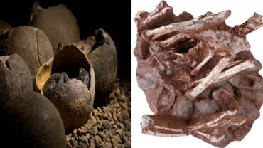 World First: Dinosaur Found on Fossilized Eggs with Babies Inside!