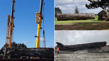 A 40,000-year-old log has been discovered in a New Zealand wetland, and it may hold the key to solving Earth’s climate puzzle.