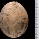 A Thousand-Year-Old Intact Chicken’s Egg Discovered In Israel