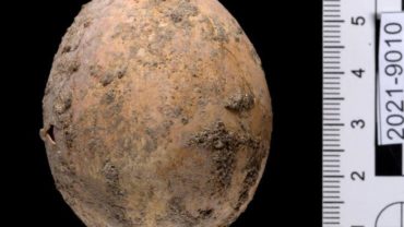 A Thousand-Year-Old Intact Chicken’s Egg Discovered In Israel