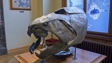 Dunkleosteus: One Of The Largest And Fiercest Sharks 380 Million Years Ago