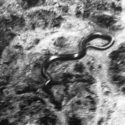 The Giant Congo Snake