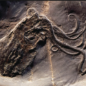 See the Best Fossil Octopus Ever Found
