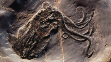 See the Best Fossil Octopus Ever Found