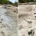Extreme drought in Texas revealed 110-million-year-old dinosaur tracks